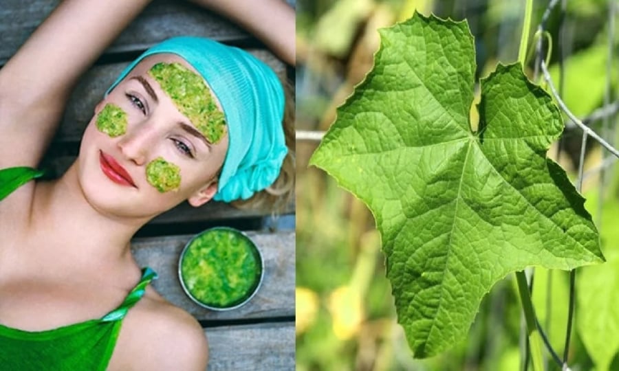 Lá mướp tươi có đặc tính làm mát và hỗ trợ kháng khuẩn tự nhiên nên thường được dùng trong các mẹo dân gian để chăm sóc da.