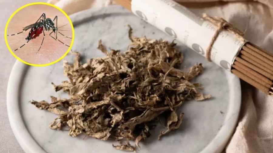 Bạn có thể đốt lá ngải cứu khô để xua đuổi muỗi.