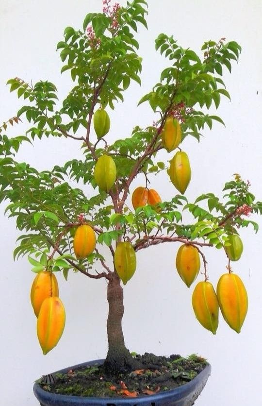 Cây khế còn là cây cảnh đẹp