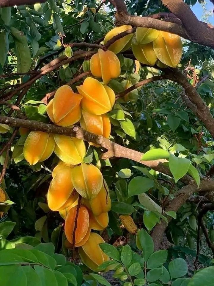 Trồng cây khế trong nhà cũng rất dễ chăm sóc