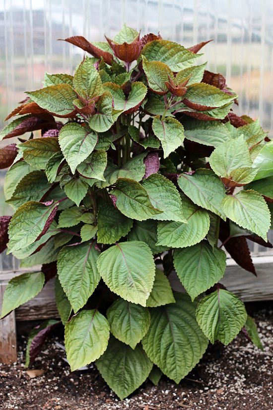 Tía tô tốt nhưng phải phù hợp với thẻ trạng bệnh nhân