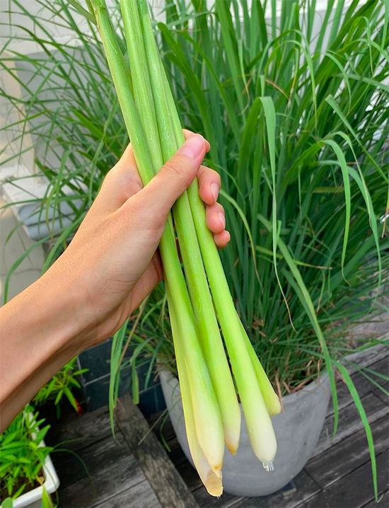 Sả vừa là gia vị vừa có công dụng sức khoẻ