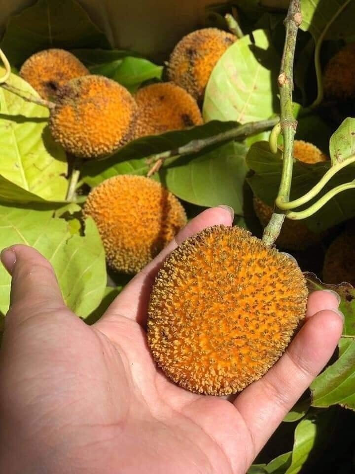 Quả gáo gây tò mò bởi lớp vỏ lạ mắt và hương vị chua ngọt đặc trưng.