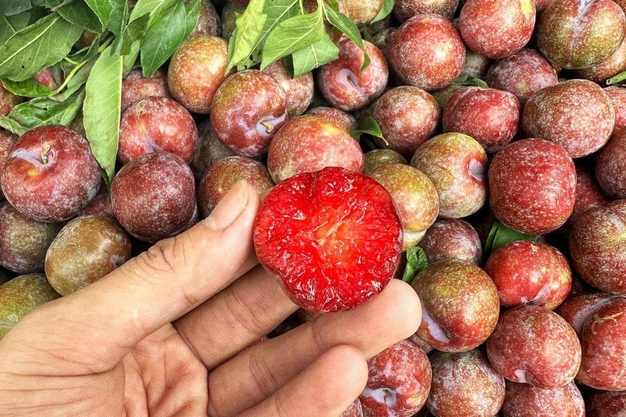 Nhờ giàu dưỡng chất tự nhiên, loại quả này ngày càng được nhiều người bổ sung vào thực đơn mùa hè để hỗ trợ cải thiện khí sắc và chăm sóc cơ thể từ bên trong.    