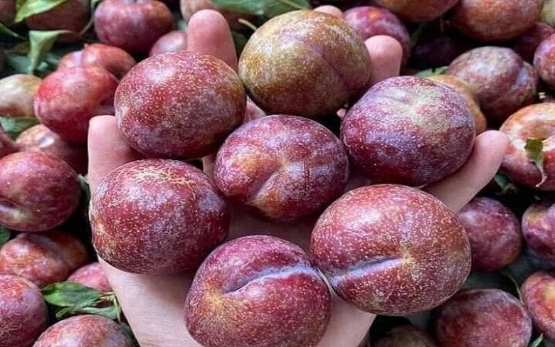Vitamin C trong quả mận đóng vai trò quan trọng trong quá trình sản sinh collagen tự nhiên của cơ thể. 