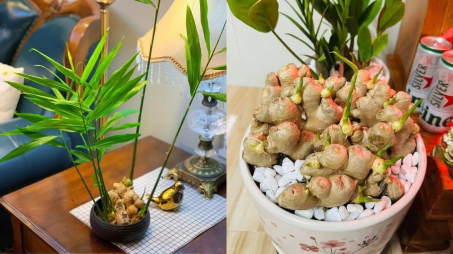 Trồng gừng không đòi hỏi nhiều công sức chăm bón, thích hợp cả với những người bận rộn.