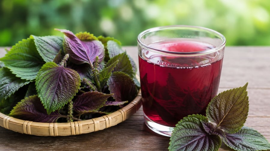 Nước tía tô được nhiều người yêu thích