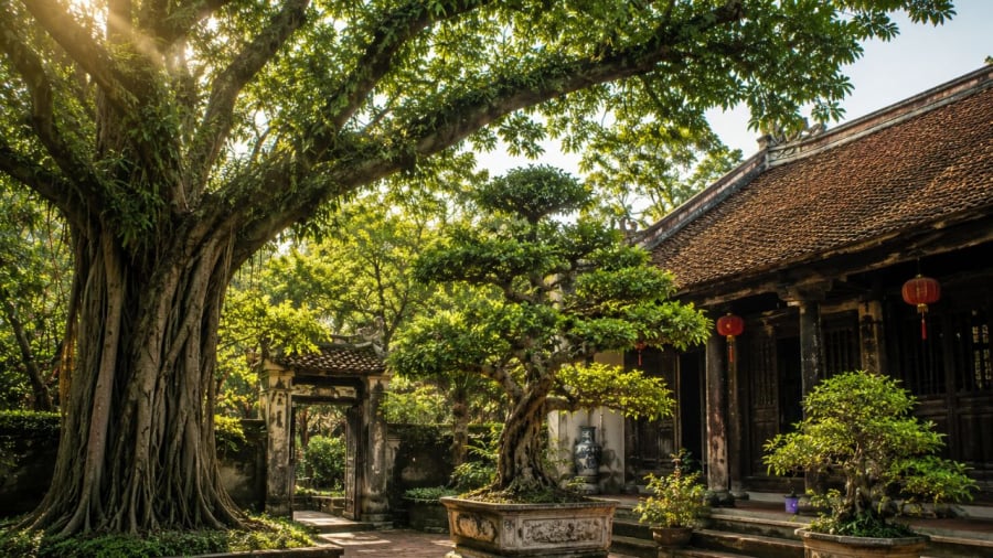 Những loại cây cảnh lâu đời thì cần cẩn thận khi chặt