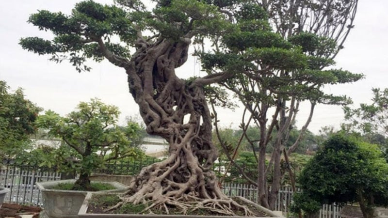Nhiều gia đình thấy cây si mọc tự nhiên trên mái nhà, bờ tường hay giữa sân thường cảm thấy lo lắng. Theo quan niệm dân gian, cây si mọc hoang trong nhà bị xem là dấu hiệu không tốt về phong thủy.    
