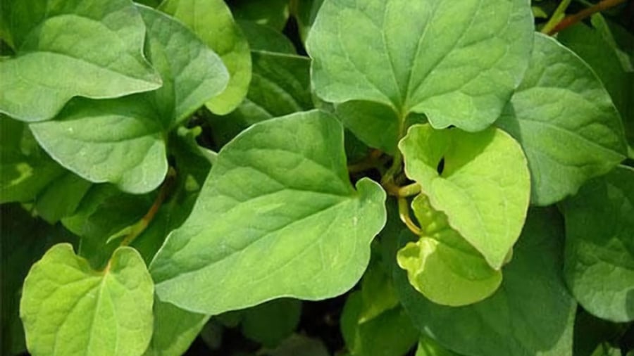 Diếp cá là loại rau khiến nhiều người e ngại vì mùi tanh đặc trưng, nhưng đây lại là món ăn quen thuộc trong nhiều gia đình Việt.    
