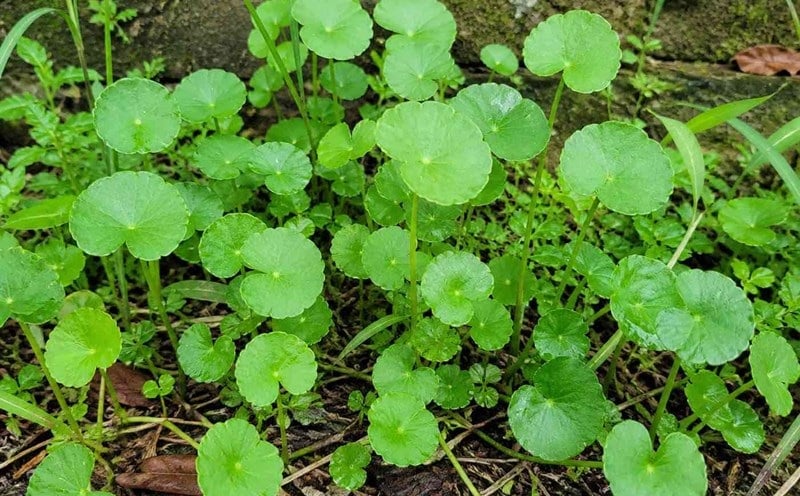 Rau má có tính mát, vị đắng nhẹ, giúp thanh nhiệt và hỗ trợ giải độc gan rất tốt. Các hoạt chất chống oxy hóa như triterpenoids và flavonoid trong rau má giúp giảm tổn thương tế bào, hỗ trợ gan đào thải độc tố, giảm nóng trong, mụn nhọt và rôm sảy.