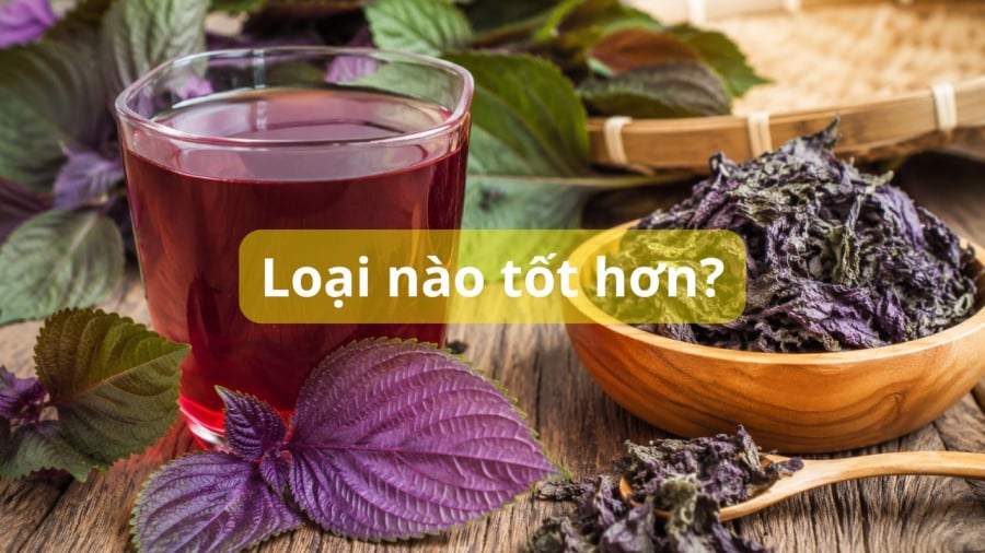Lá tía tô tươi và khô có những ưu nhược điểm khác nhau