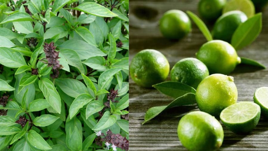 Húng quế và chanh đều là thảo mộc tốt