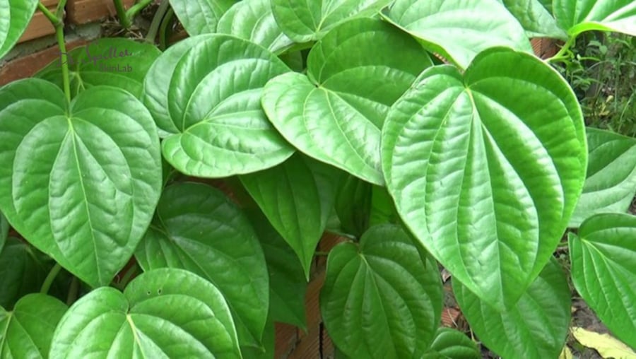 Công dụng từ lá trầu không