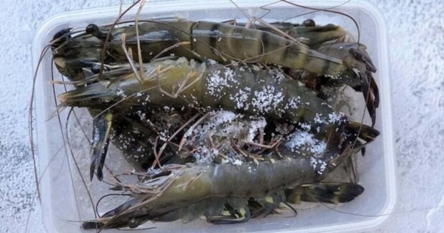 Dùng đường để bảo quan tôm nghe thì lạ nhưng được nhiều người áp dụng