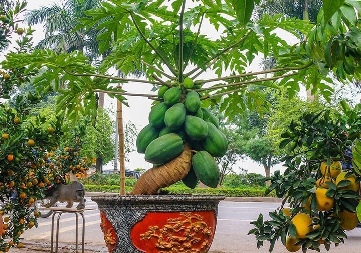 Trồng đu đủ trước nhà có thực sự phù hợp? (Ảnh minh họa)    