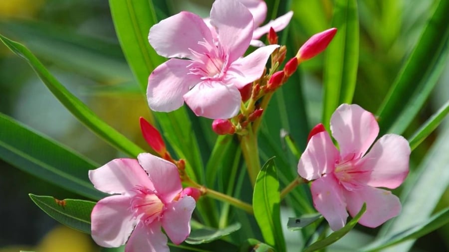 Cây trúc đào có hoa đẹp nhưng tuyệt đối không được trồng trong nhà.