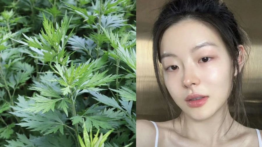 Sử dụng ngải cứu đúng cách sẽ giúp làm trắng da, hỗ trợ làm mờ thâm nám một cách tự nhiên.