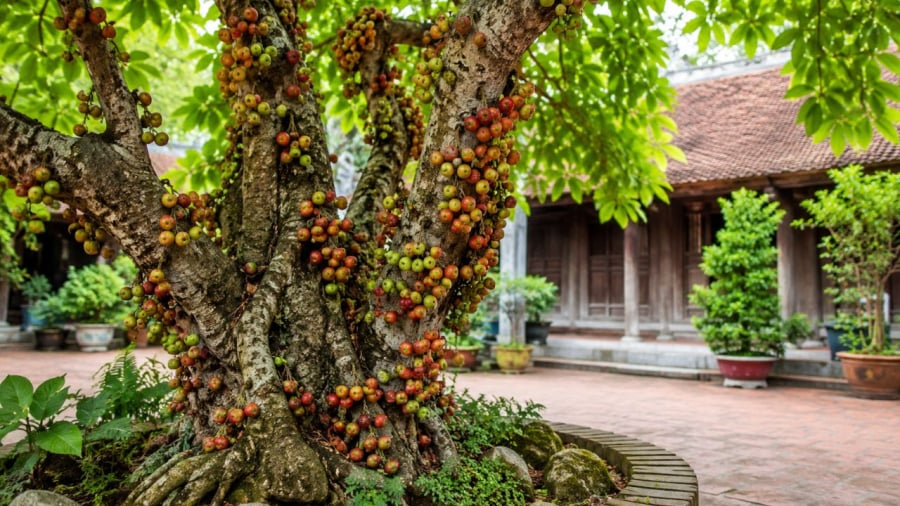 Cây sung biểu trưng cho sự sung túc đủ đầy