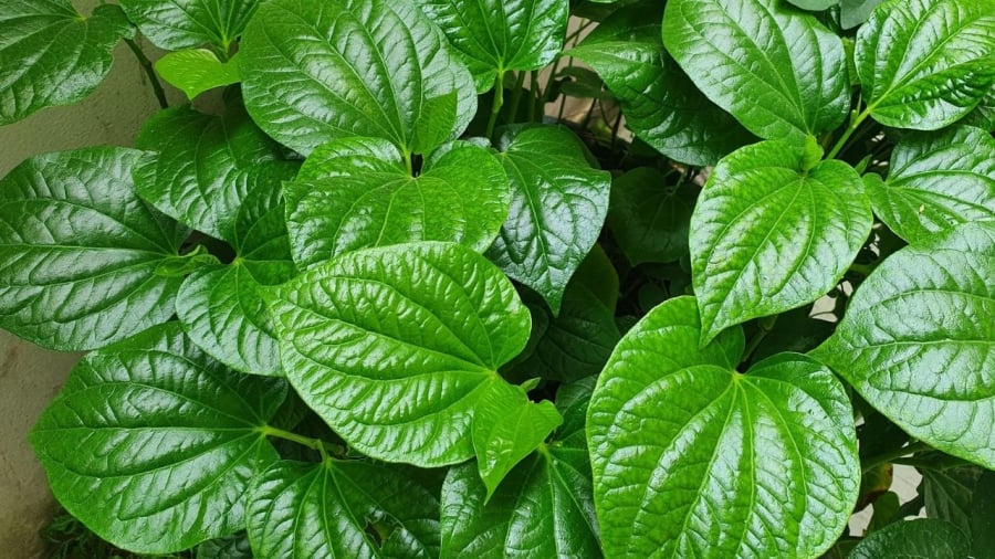 Lá lốt có tác dụng kháng khuẩn, tiêu viêm, giúp trị đau xương khớp.
