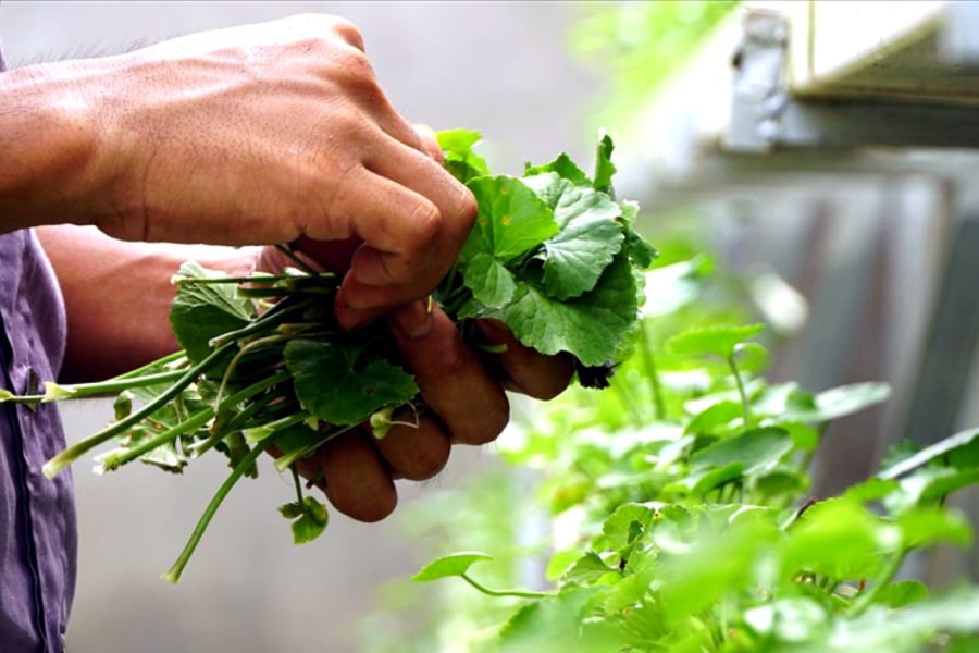 Lá rau má: Thanh nhiệt, làm dịu cơ thể