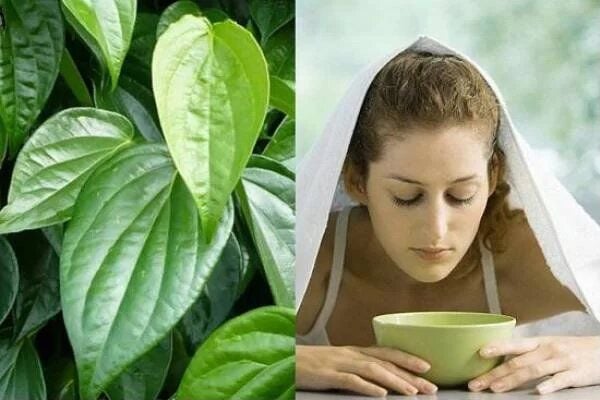 Xông mặt bằng lá trầu không – làm sạch sâu, đẩy nhân mụn    
