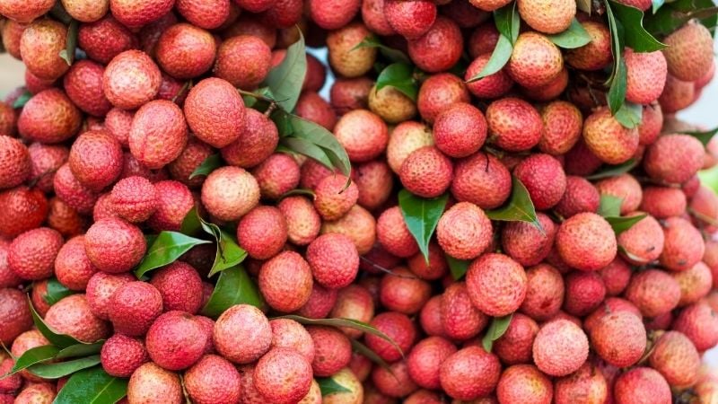 Chọn quả vải tươi ngon