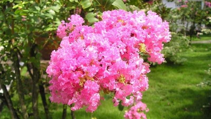 Trong số những loại cây cảnh được trồng trước nhà, cây tử vi là lựa chọn quen thuộc nhờ vẻ ngoài đẹp mắt cùng khả năng sinh trưởng tốt trong điều kiện khí hậu Việt Nam.