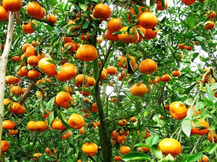 Những trái quýt vàng cam nổi bật khi chín được xem là biểu tượng của sự thịnh vượng, tiền tài và thành công.