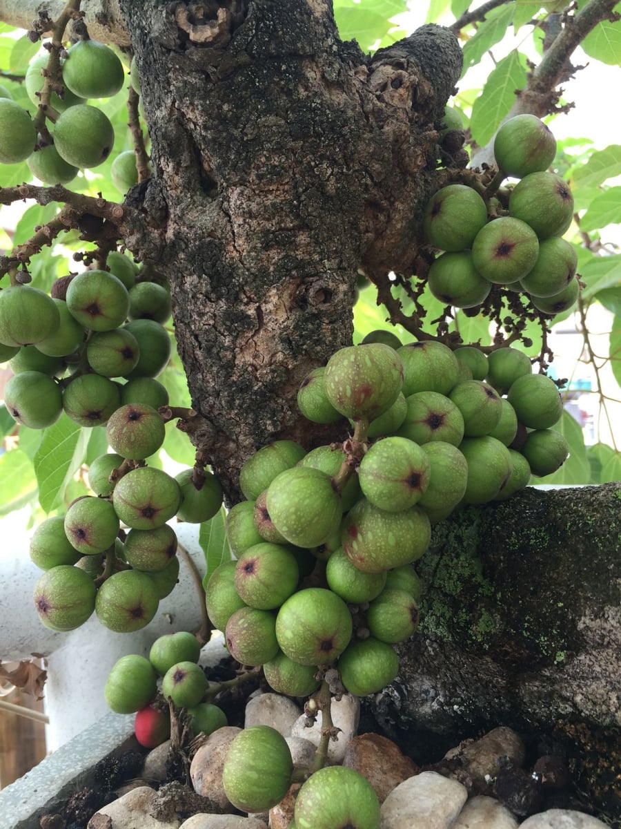 Theo quan niệm truyền thống, “sung” gắn liền với chữ sung túc, tượng trưng cho cuộc sống đủ đầy, no ấm, tiền bạc dồi dào