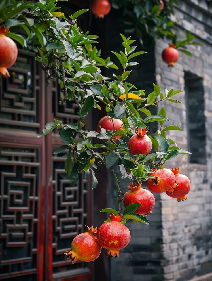 Cây lựu vừa cho quả ngon vừa gắn với những quan niệm tốt lành