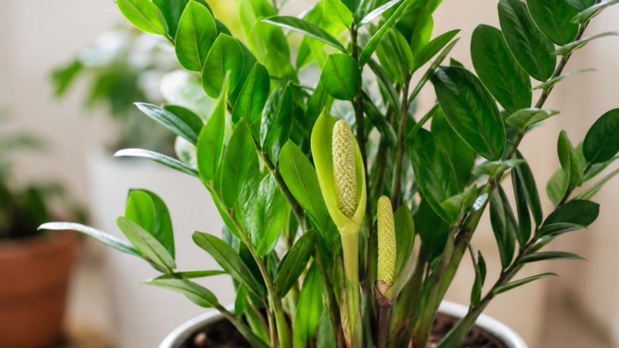 Hoa của cây kim tiền báo hiệu sự may mắn