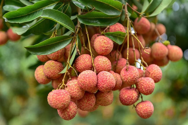 Những quả vải ngon thường có màu đỏ hồng tự nhiên, không quá đậm, không quá nhạt, đừng mua vải có màu xanh nhiều vì sẽ chua, chát