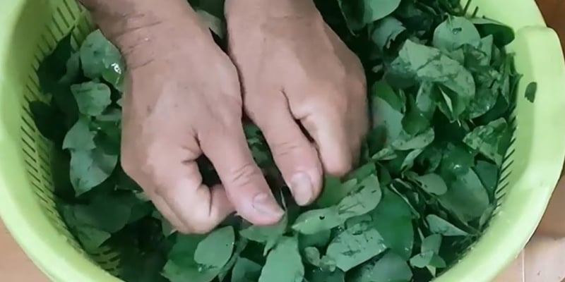 Lá rau ngót có kết cấu khá dày và hơi dai, nếu cho trực tiếp vào nồi nước sôi thì sẽ mất nhiều thời gian để chín mềm