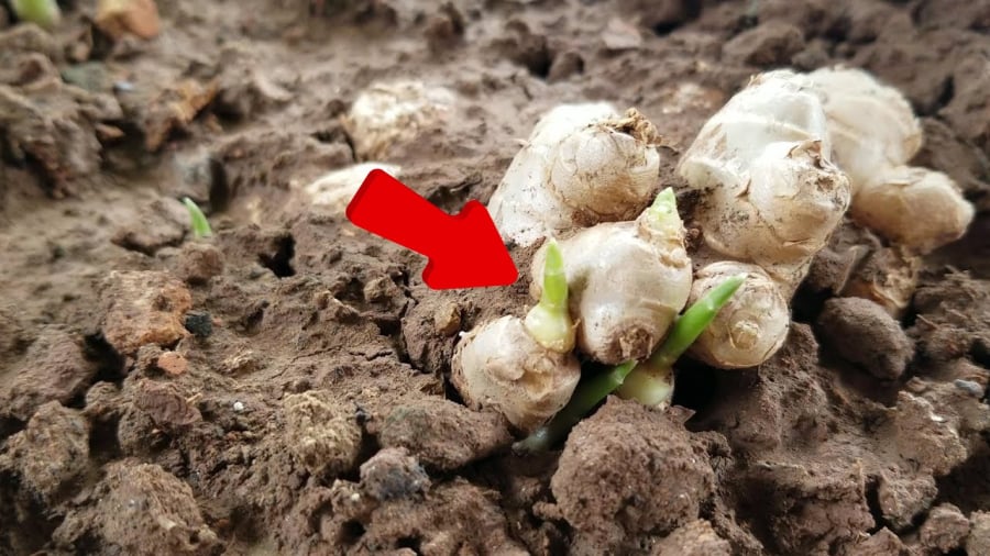 Chọn gừng có nhiều mắt