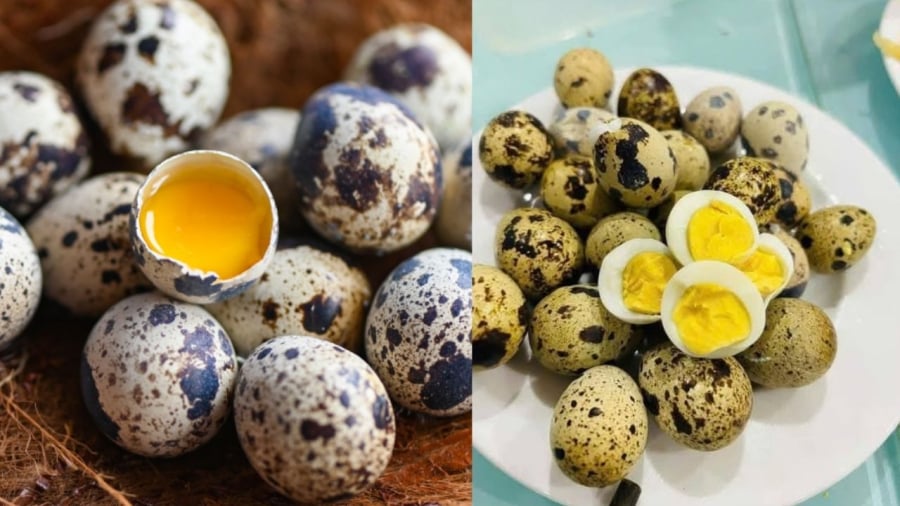 Thường xuyên ăn trứng cút có thể hỗ trợ tăng cường miễn dịch, cải thiện sức khỏe của gan.