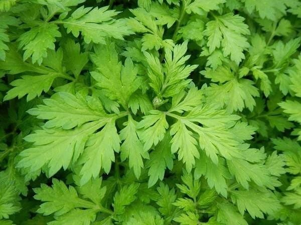 Ngải cứu cũng là cây thuốc phổ biến trong đời sống Việt