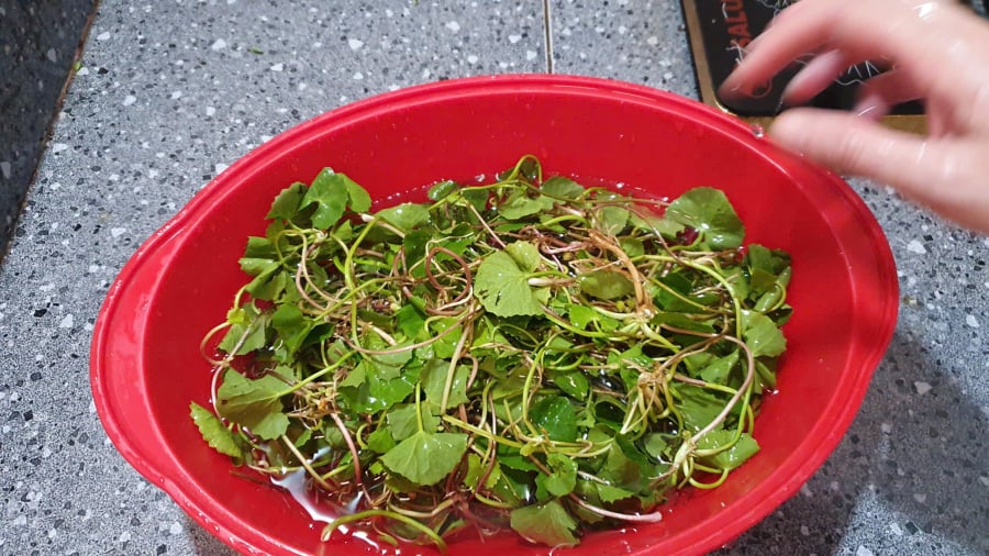 Nhặt bỏ rau má rất quan trọng vì cần làm sạch để đảm bảo an toàn và giúp loại bỏ lá úa lá xấu làm thâm xỉn