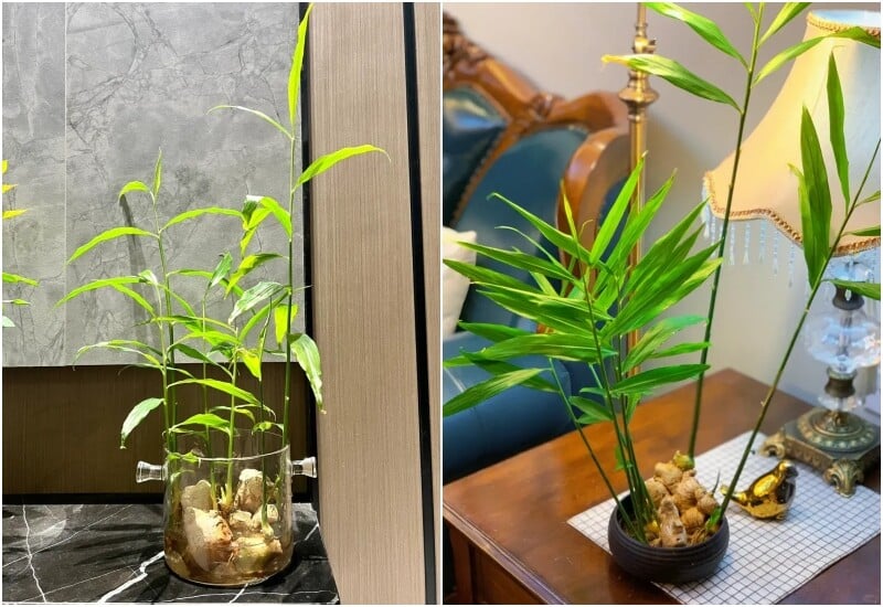 Trồng gừng thủy canh