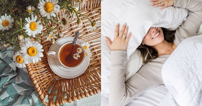  Trong hoa cúc có chứa các hợp chất chống oxy hóa tự nhiên như apigenin, giúp cơ thể dễ đi vào giấc ngủ hơn.