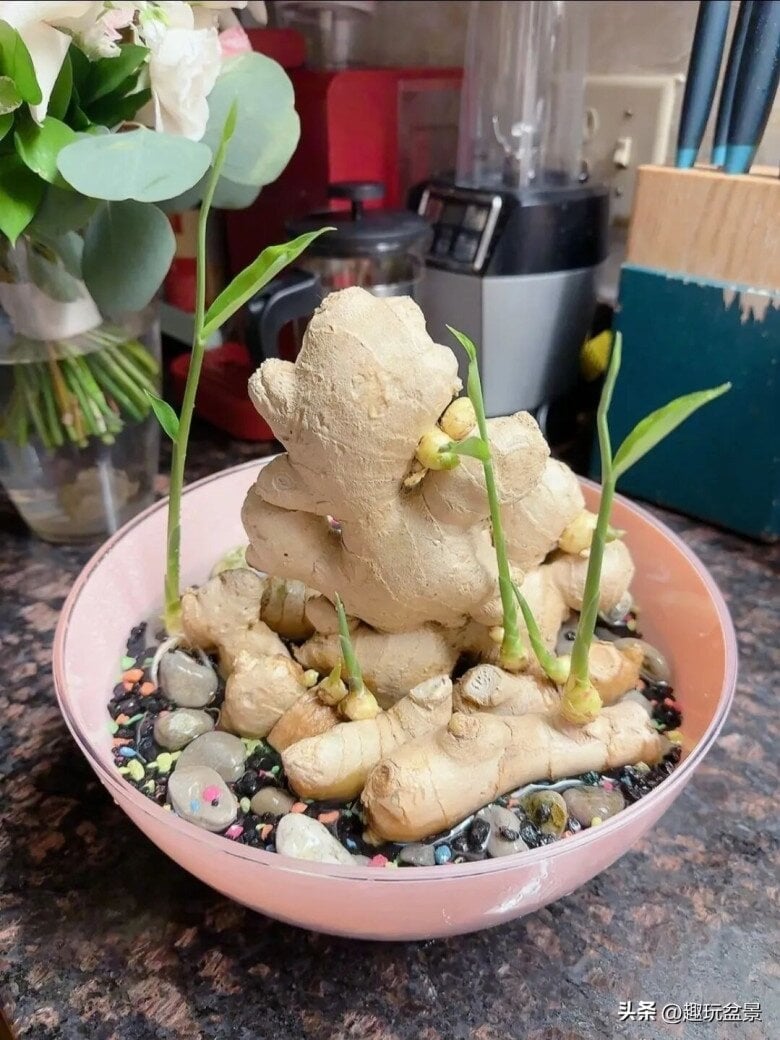 Cách trồng gừng nhanh nảy mầm, ra nhiều củ