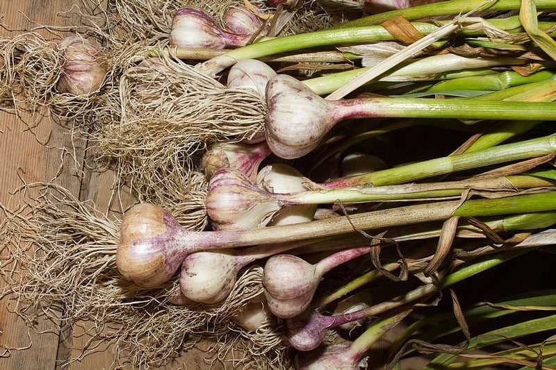 Sau khoảng 3 – 4 tháng, cây tỏi sẽ trồi củ lên trên, nhìn thấy được, lá sẽ vàng và héo đi, đây là lúc bạn có thể thu hoạch tỏi