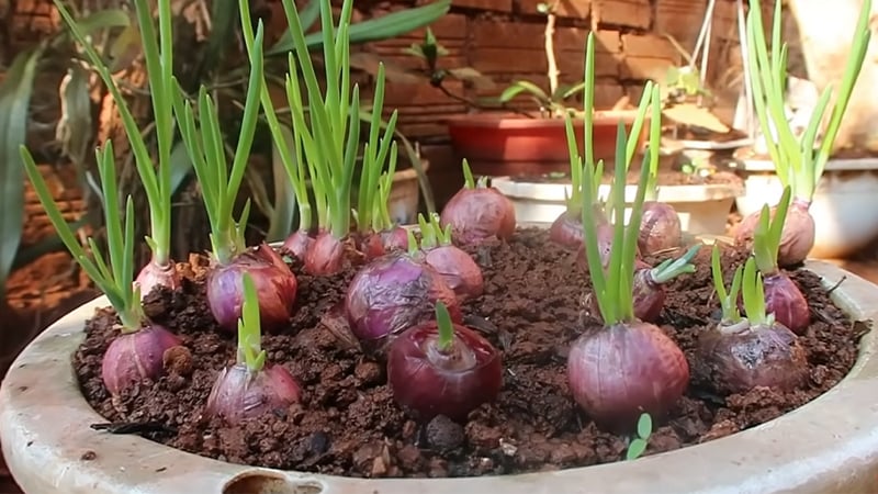 Việc chọn giống là bước rất quan trọng nếu muốn có những khóm hành xanh tốt