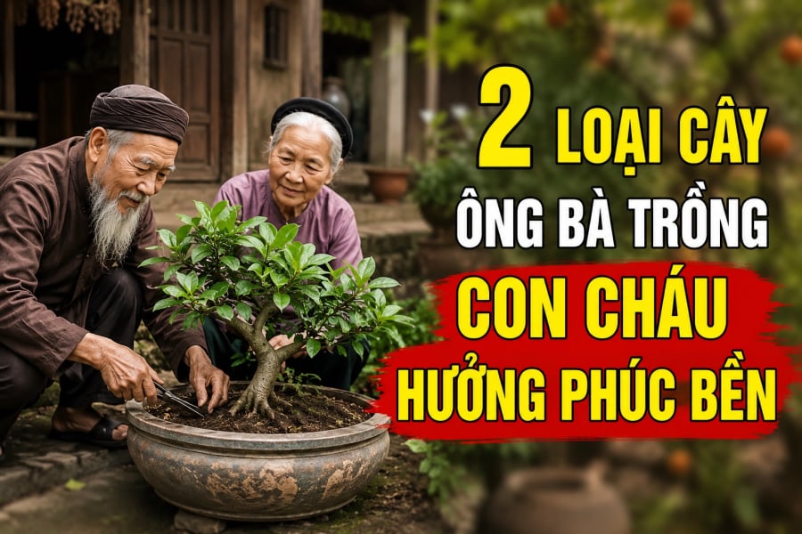 2 loại cây ông bà trồng con cháu hưởng phúc bền
