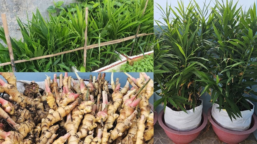 Năng suất cao, dễ thu hoạch