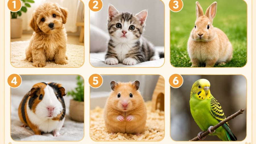 Bạn thích số mấy?