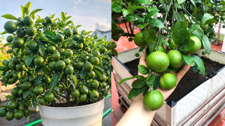 Khi trồng chanh trong chậu, bạn cần chú ý đến nhiều yếu tố như giống chanh, đất trồng, chậu trồng, ánh sáng... để cây có thể ra nhiều quả.