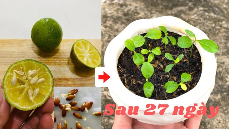 Chỉ từ những hạt chanh tưởng chừng bỏ đi, bạn có thể tạo nên một cây xanh tươi tốt, vừa làm đẹp không gian sống vừa cho quả quanh năm.