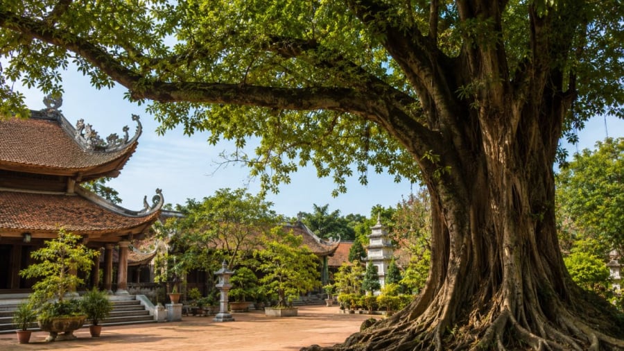 Cây ở đình chùa miếu phủ đừng tùy tiện phá bỏ