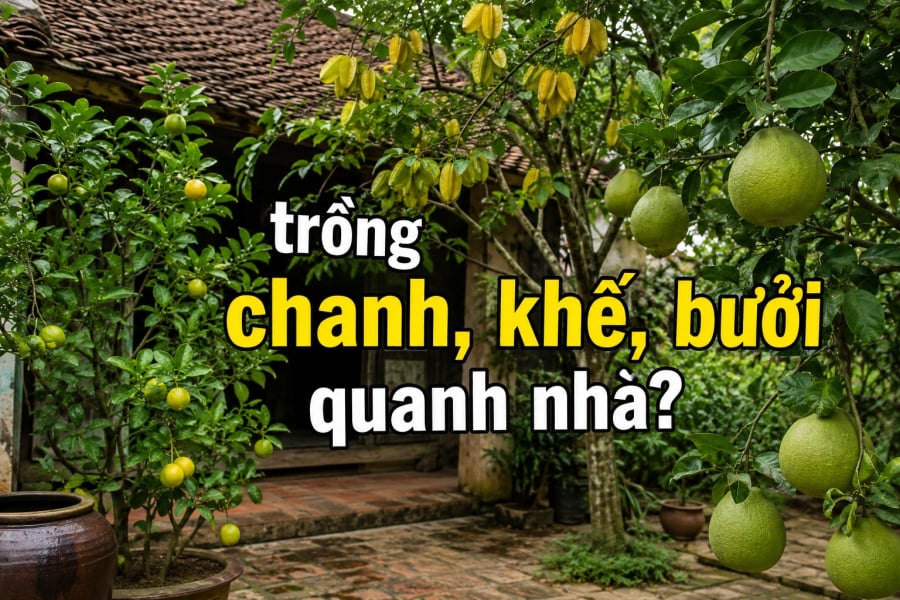 Không chỉ vậy, lá chanh còn được dùng trong nhiều món ăn truyền thống như gà luộc, canh, bún thang... tạo nên hương thơm đặc trưng khó thay thế.